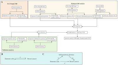 Genetically predicted Caspase 8 levels mediates the causal association between CD4+ T cell and breast cancer